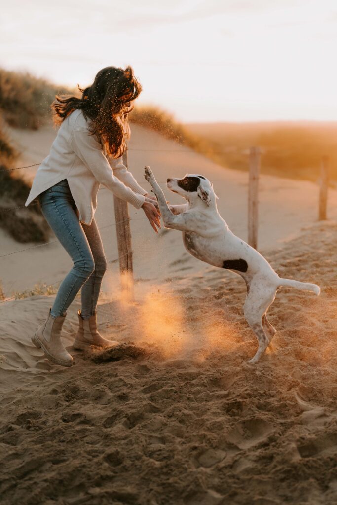 Springender Hund am Strand bei Sonnenuntergang in Holland – Hundefotografie in den Niederlanden