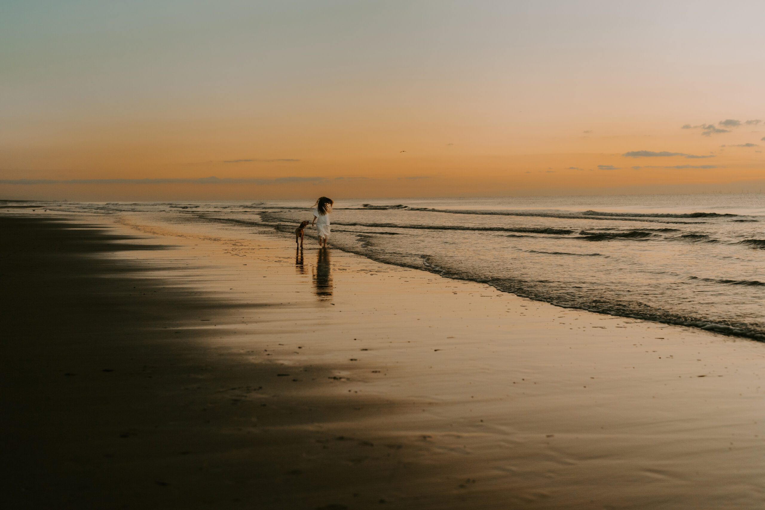 Hundefotografie in Hollan d bei Sonnenuntergang mit Vizlsa Rüde Emil