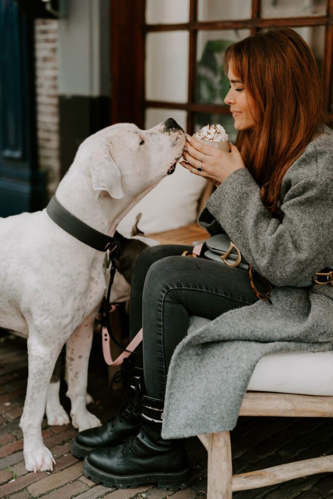 Lustige Hundefotografie in Zandvoort, Holland: Weißer Hund mit Schlagsahne auf der Nase.